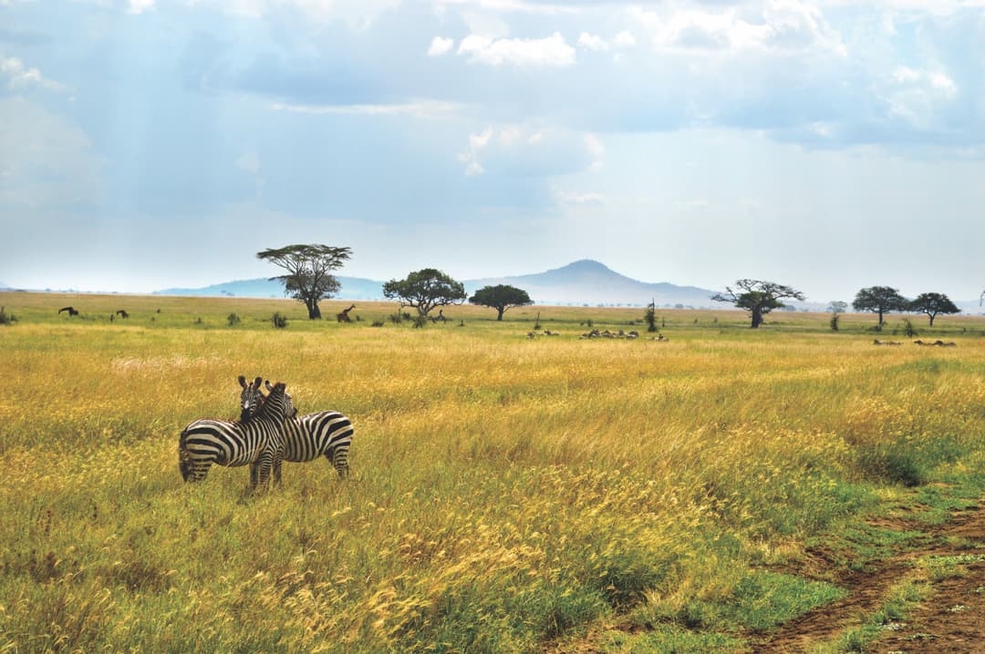 zebras, together